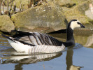 Barnacle Goose (WWT Slimbridge March 2012) - pic by Nigel Key